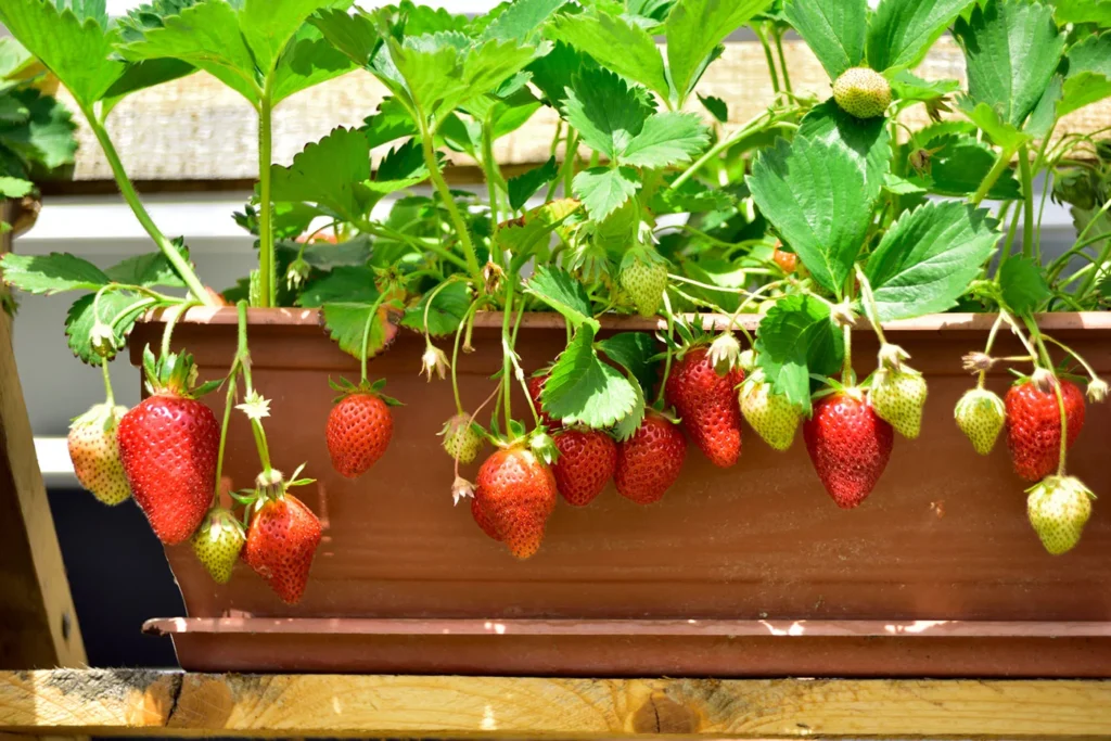 Growing Fruit Trees in Containers: What Really Fits
