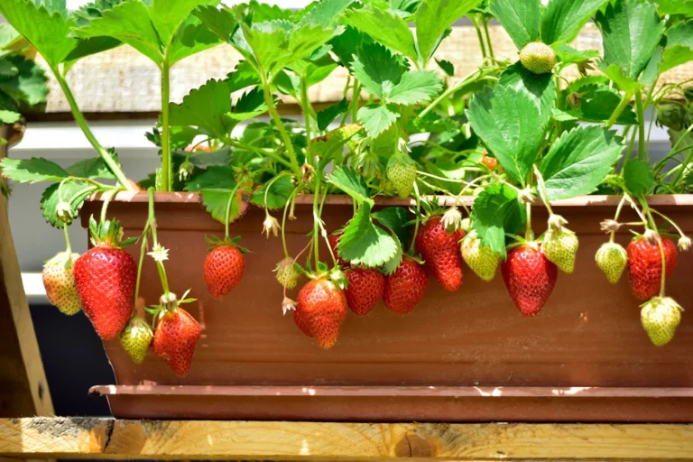 Growing Fruit Trees in Containers: What Really Fits